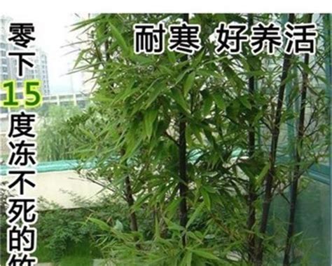 竹子種植|竹子种植全攻略（从选种到管理，教你种出优质的竹子…